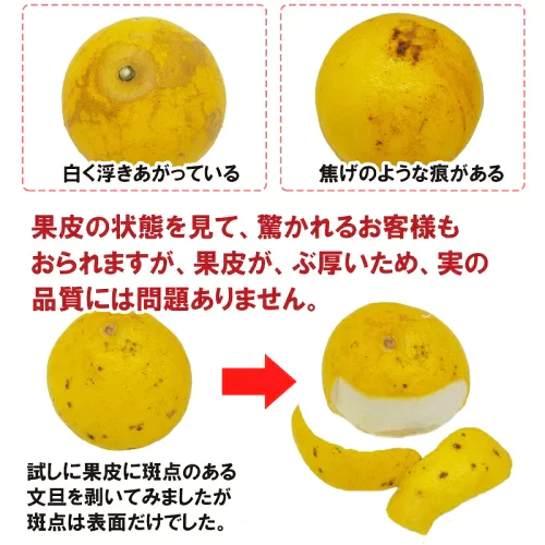 【訳あり】土佐文旦10kg