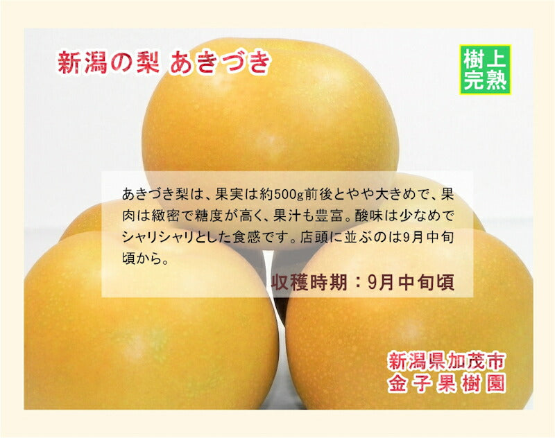 【フルーツ 和梨 あきづき梨 送料無料】新潟県 加茂市 金子果樹園新潟の樹上完熟梨 あきづき梨 3kg（5～8個)厳選した梨 化粧箱入り【お取り寄せ なし 果実 贈答品 ギフト】