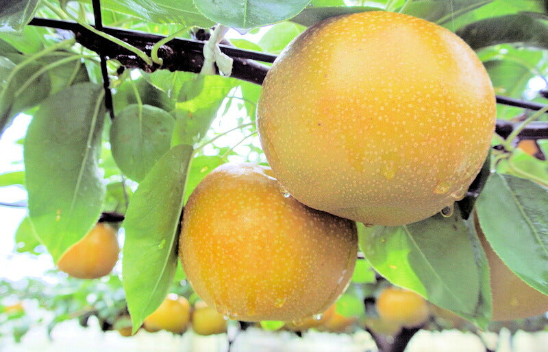 【フルーツ 梨 和梨 あきづき 送料無料】新潟県白根 梨栽培農家 和泉果樹園有機質肥料栽培 あきづき梨 10kg(14個～20個）家庭用梨【なし 贈答品 プレゼント】