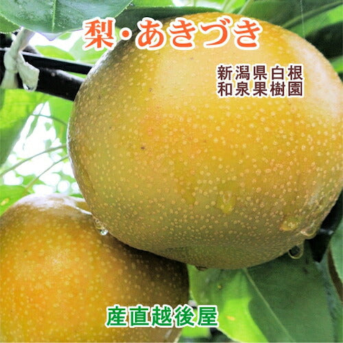 【フルーツ 梨 和梨 あきづき 送料無料】新潟県白根 梨栽培農家 和泉果樹園有機質肥料栽培 あきづき梨 3kg(5個～7個）化粧箱入【なし 贈答品 プレゼント】