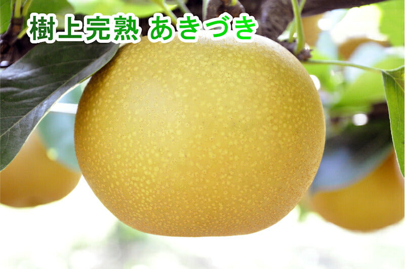 【フルーツ 梨 和梨 あきづき 送料無料】新潟県 エコファーマー認定農園 土田農園 有機栽培 あきづき梨 贈答用 10kg(14個～24個）樹上完熟梨【なし 贈答品 プレゼント】