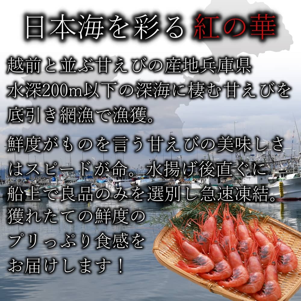 日本海産お刺身用 甘えび 800g前後 約55尾入