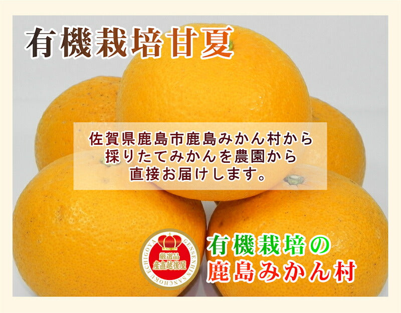 【フルーツ みかん 有機栽培 甘夏】佐賀県 鹿島市 有機みかん佐藤農場有機栽培 甘夏 2.5kg採りたてを農園から産地直送 送料無料【ミカン 果実 ギフト 無農薬栽培】