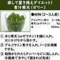 青汁 乳酸菌 国産 大麦若葉 酵素 送料無料 ×2袋 ダイエット 健康 健康飲料