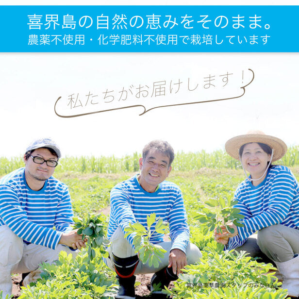 長命草・桑ノ葉 青汁粒  1袋 1カ月分 [ボタンボウフウ 牡丹防風 サクナ 無農薬 国産 血糖値 青汁 粒 クロロゲン酸 ダイエット 頻尿 花粉症 便秘 マグネシウム 亜鉛 肝臓 美容 鉄分 錠剤 タブレット ビタミン]
