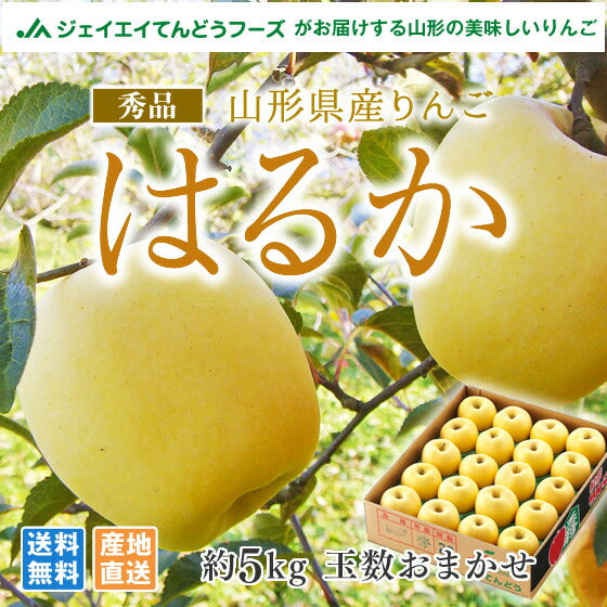 りんご 送料無料 秀品 JAてんどう 山形県産りんごはるか 約5kg(玉数おまかせ) ※一部地域は別途送料追加 のし対応 ギフト 冬ギフト 贈答用 ap36