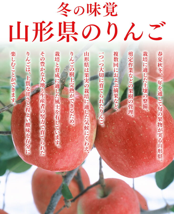 ギフト 送料無料 りんご 送料無料 特秀品 JAてんどう 山形県産りんごはるか 約2kg(玉数おまかせ) ※一部地域は別途送料追加 のし対応 ギフト 糖度15度以上 贈答用 内祝い 贈り物 ギフト ap37