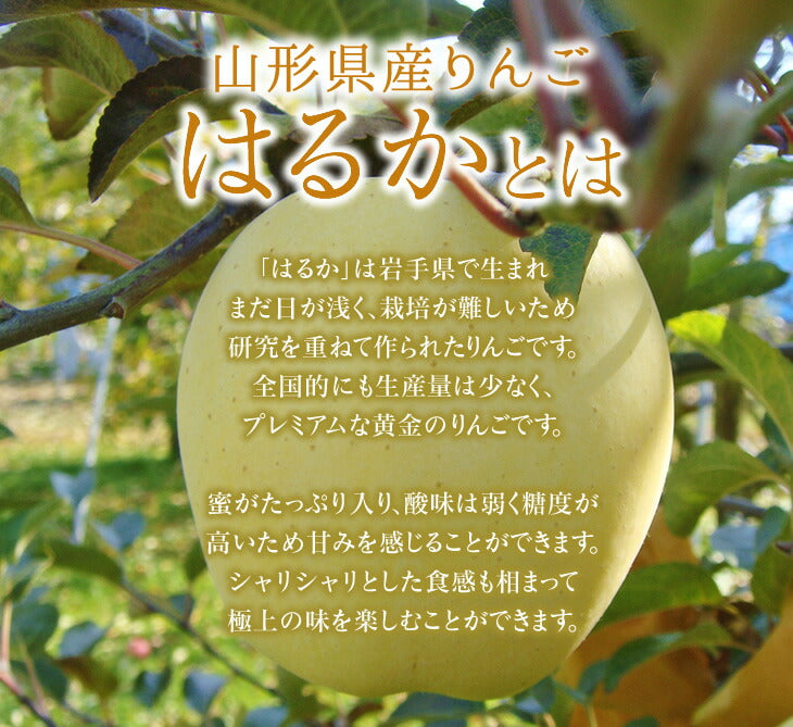 訳あり 送料無料 りんご 送料無料 JAてんどう 山形県産りんごはるか 約2kg(玉数おまかせ) ※一部地域は別途送料追加 お試し ap44