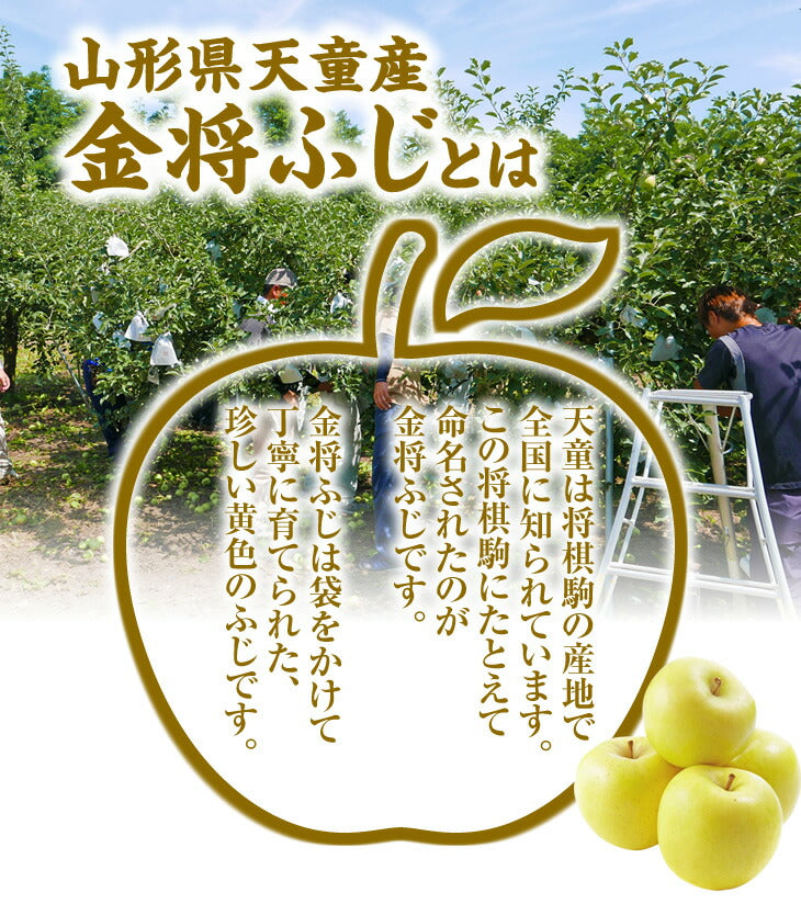 りんご 訳あり 送料無料 山形県産ふじりんご(金将ふじ) 約3kg玉数おまかせ ※一部地域は別途送料 t39 ご家庭用 黄色ふじ JAてんどう