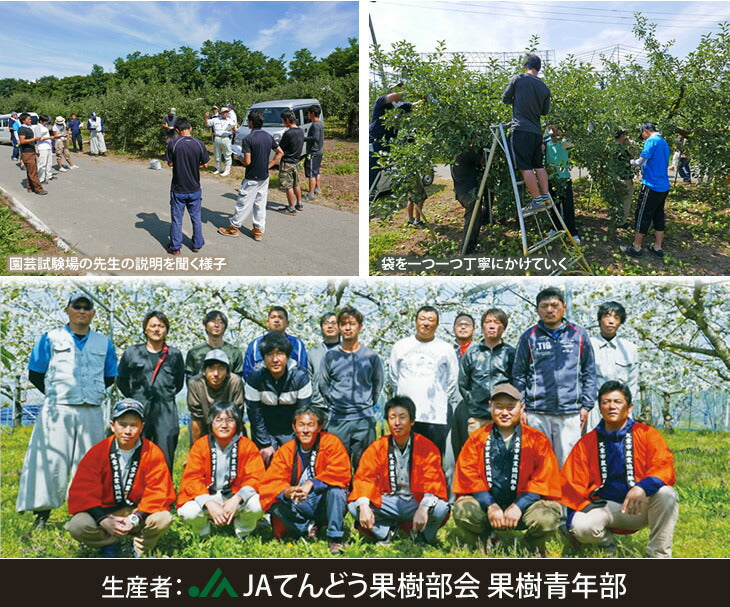 りんご 送料無料 秀品 山形県産ふじりんご(金将ふじ) 約5kg玉数おまかせ ※一部地域は別途送料 黄色ふじ JA のし対応 ギフト 贈答用 内祝い ap33