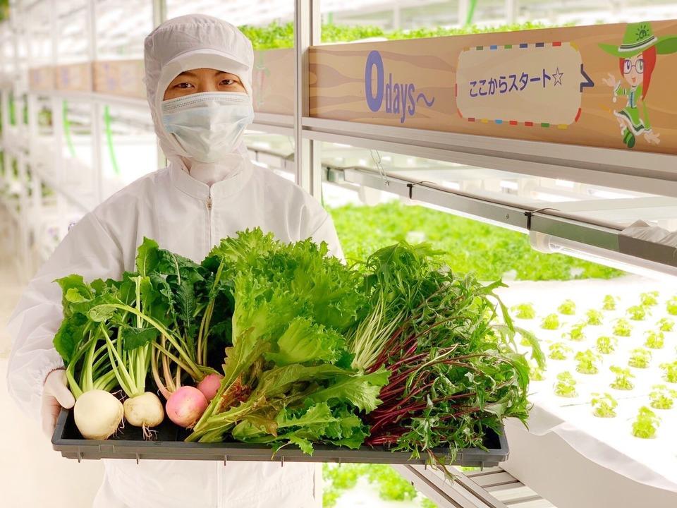 3〜6品目 新鮮採れたて！京都伏見産ワクワク水耕野菜セット