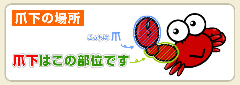 【数量限定30%OFF！賞味期限2022.7.27】ズワイガニ ポーション 爪下 内容量 1kg 21-25本入