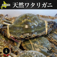 北海道産  内子入り　ワタリガニ　1㎏