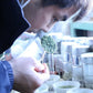 100g×3 訳あり静岡茶　茎入茶葉 お茶 お茶の葉 日本茶 緑茶 一番茶 カテキン緑茶 深蒸し茶 お徳用 業務用