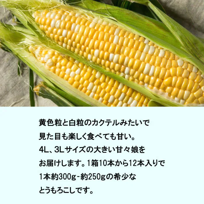 【超シェア買い祭】【6月発送】送料無料 とうもろこし 甘々娘 2キロ 朝採り 生で食べられるとうもろこし 甘々娘 かんかんむすめ フルーツコーン スイートコーン【エコ得】