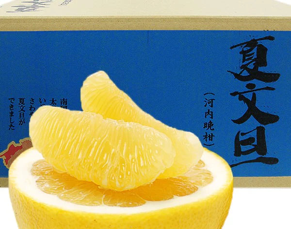 愛媛県産　訳アリ河内晩柑10kg【エコ得SALE】