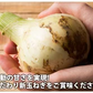今井ファーム　淡路島玉ねぎ10キロ　＃淡路新玉ねぎ【訳あり】10Ｋ＃