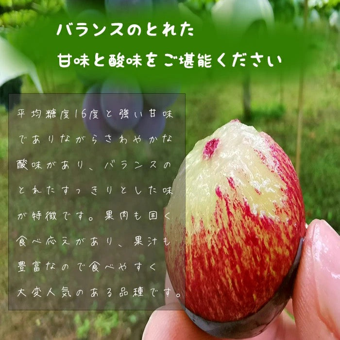 送料無料 岡山産 ピオーネ 赤秀 2房入り 800-900g ぶどう