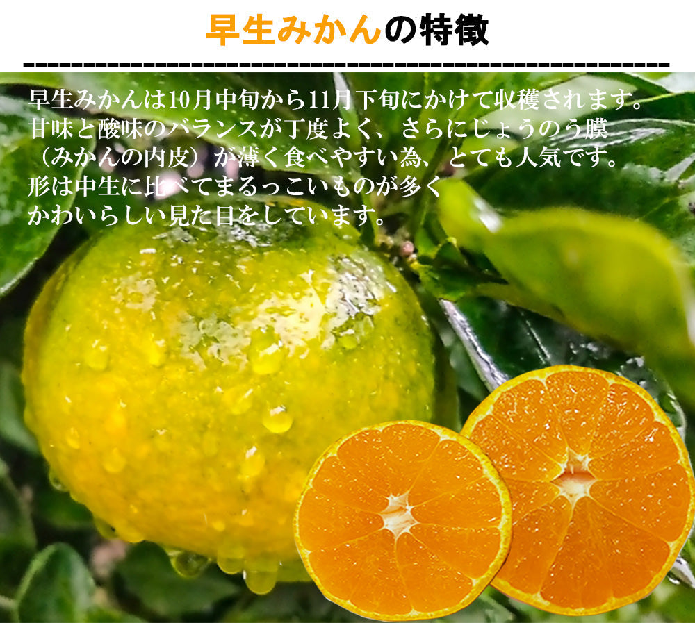 みかん 早生みかん 4kg ミカン 蜜柑 サイズミックス 果物 甘い 箱買い 産地直送 熊本みかん 熊本県産 ngs-007