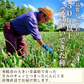【皮むきの手間なし】むきにんにく 青森県田子町産 福地ホワイト六片 約500g サイズ混合 2022年産 産地直送 送料無料【特産品・ご当地特集】