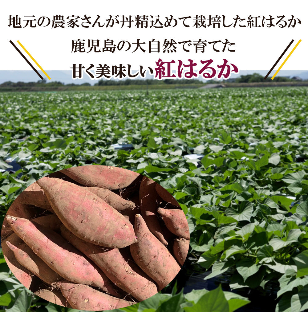 【最安値挑戦祭】紅はるか さつまいも 5kg 送料無料 産地直送 産直 土付き さつま芋 薩摩芋 焼きいも 焼き芋 石焼き芋 芋 いも イモ 鹿児島県産 ngs-003
