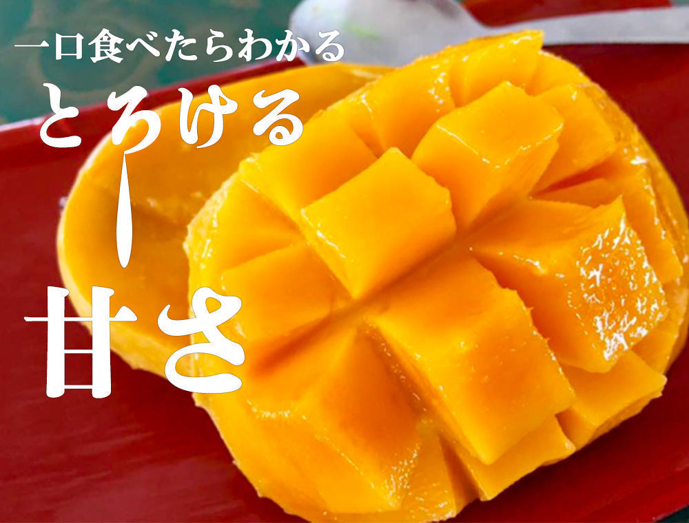 【予約販売 7月20日より順次出荷】マンゴー 訳あり 1kg 2玉 送料無料 完熟マンゴー フルーツ くだもの 果物 家庭用 産地直送 鹿児島県産 ngs-000