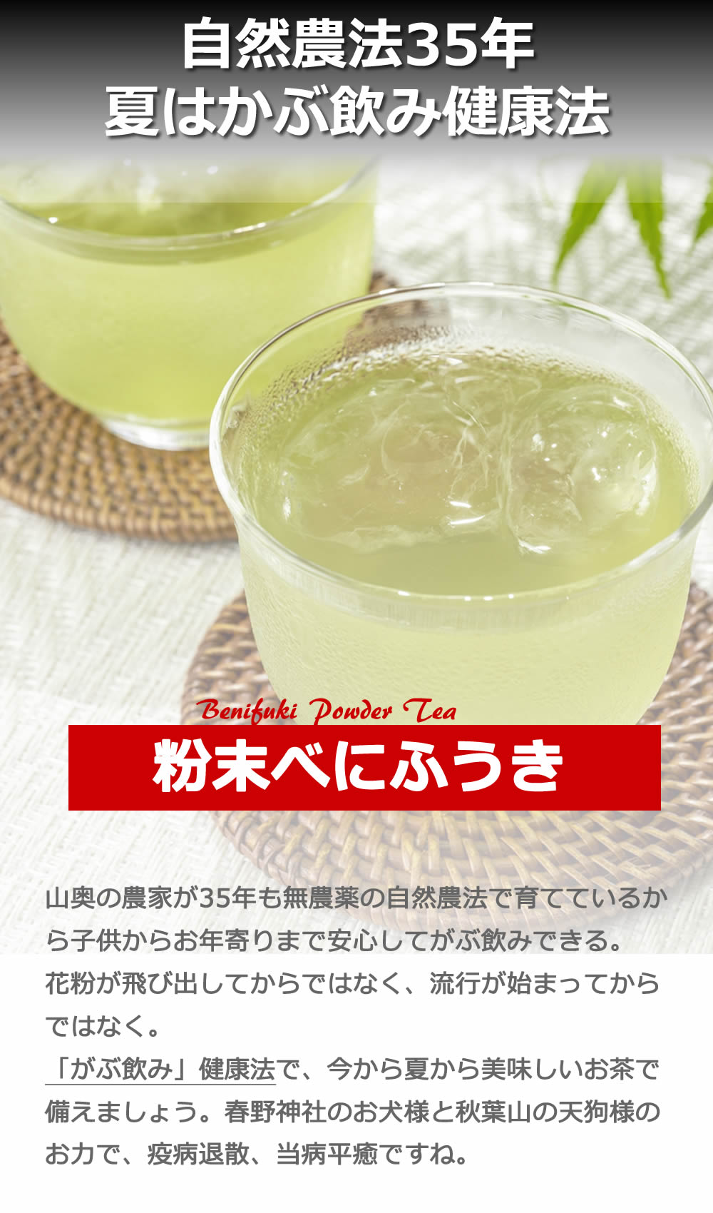 夏は かぶ飲み健康法 べにふうき粉末煎茶 3袋セット　自然栽培のべにふうき（メチル化カテキン茶）、国産べにふうき無農薬栽培 べにふうき粉末茶（メチル化カテキン茶）　 べにふうき3袋　粉末煎茶 春のべにふうき屋さん