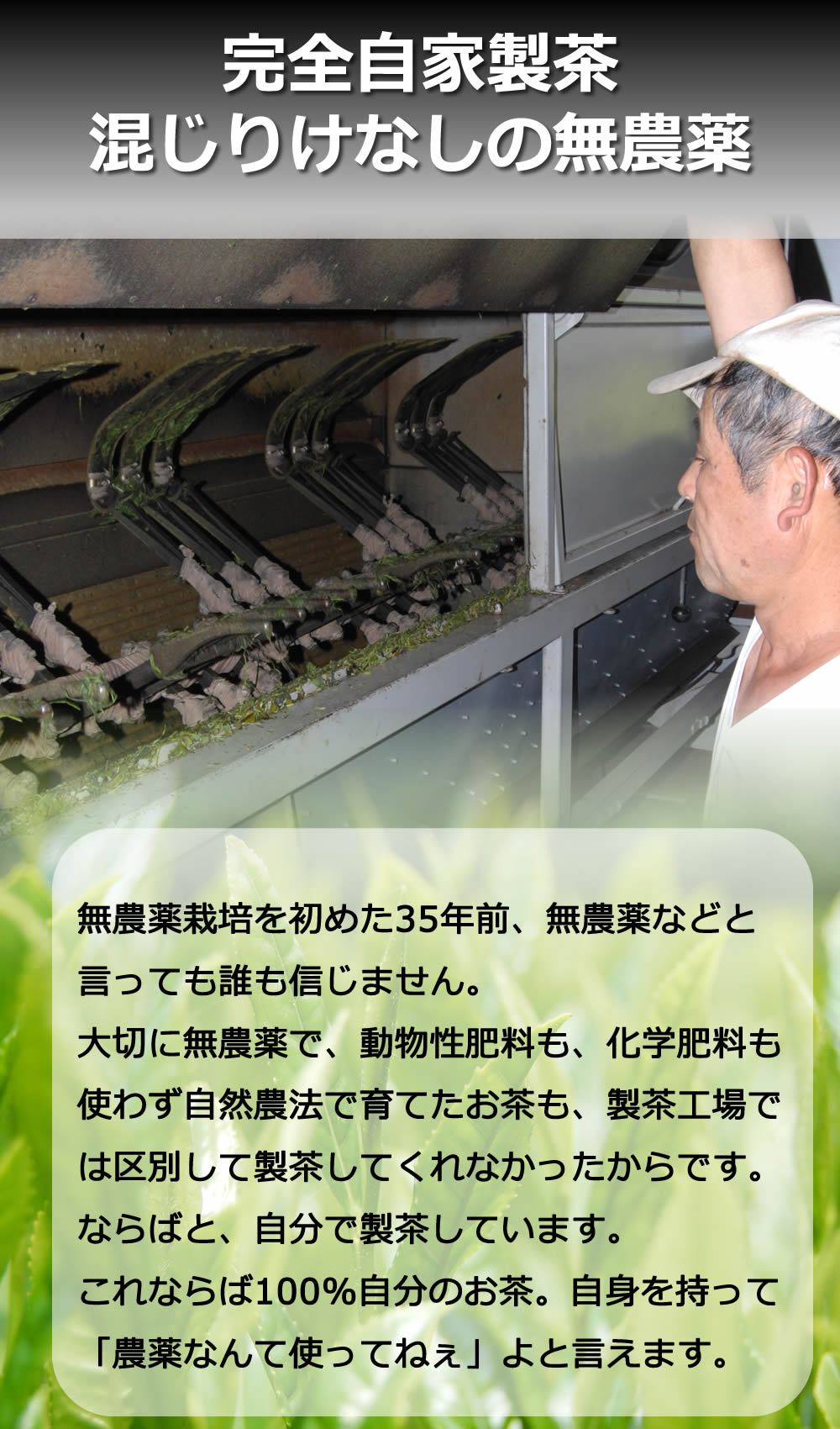 夏は かぶ飲み健康法 べにふうき粉末煎茶 3袋セット　自然栽培のべにふうき（メチル化カテキン茶）、国産べにふうき無農薬栽培 べにふうき粉末茶（メチル化カテキン茶）　 べにふうき3袋　粉末煎茶 春のべにふうき屋さん