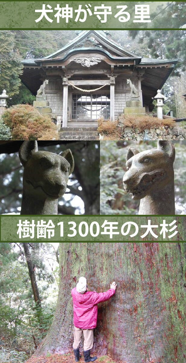 夏は かぶ飲み健康法 べにふうき粉末煎茶 3袋セット　自然栽培のべにふうき（メチル化カテキン茶）、国産べにふうき無農薬栽培 べにふうき粉末茶（メチル化カテキン茶）　 べにふうき3袋　粉末煎茶 春のべにふうき屋さん