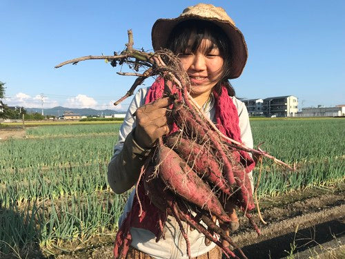 10kg 無農薬さつま芋 シルクスイート