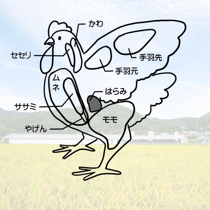 手捌き熟成丹波赤どり１羽セット（約5人前 1.8kg以上）
