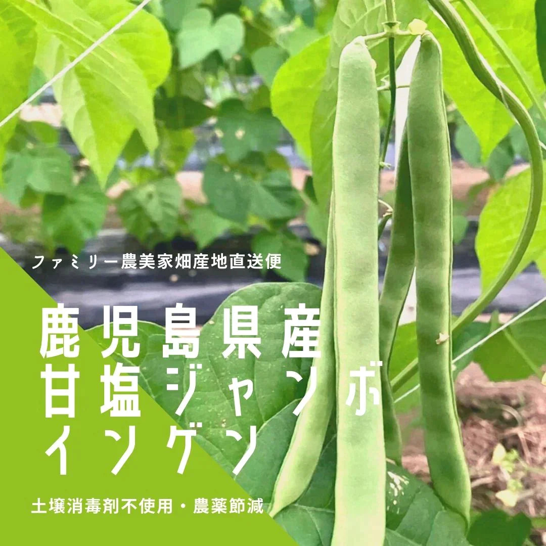【農家直送！】鹿児島産 -甘塩ジャンボインゲン-（1kg,80本前後）採れたて新鮮！ / 野菜 / いんげん / 豆 / ごま / 炒め物 / 煮物 / サラダ / 新鮮 / 農産物 / 無農薬 / 送料無料【特産品・ご当地特集】