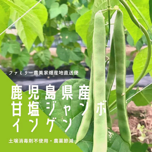【農家直送！】鹿児島産 -甘塩ジャンボインゲン-（1kg,80本前後）採れたて新鮮！ / 野菜 / いんげん / 豆 / ごま / 炒め物 / 煮物 / サラダ / 新鮮 / 農産物 / 無農薬 / 送料無料【特産品・ご当地特集】