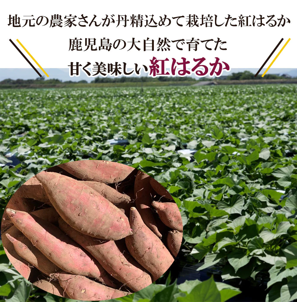 紅はるか さつまいも 5kg 送料無料 産地直送 産直 土付き さつま芋 薩摩芋 焼きいも 焼き芋 石焼き芋 芋 いも イモ 鹿児島県産 ngs-003