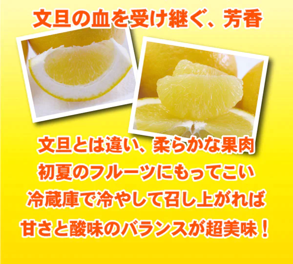 愛媛県産　訳アリ河内晩柑10kg