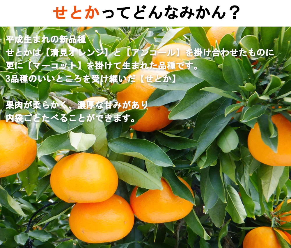 せとか 訳あり みかん 5kg ミカン 蜜柑 サイズミックス 柑橘 フルーツ 果物 くだもの ご家庭用 箱買い 産地直送 愛媛県産 YDF-020