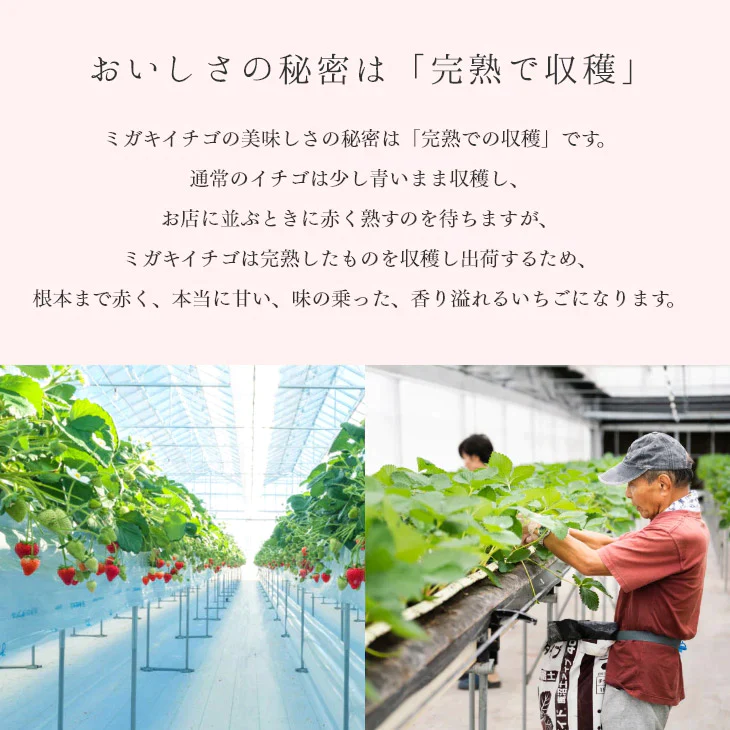 母の日ギフト 贈り物 いちご ミガキイチゴ 宮城県産 レギュラーパック 2パック(約260g×2) 粒数おまかせ 送料無料