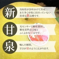【9月上旬順次発送】送料無料 鳥取産 新甘泉 青秀品 3玉 約900ｇ