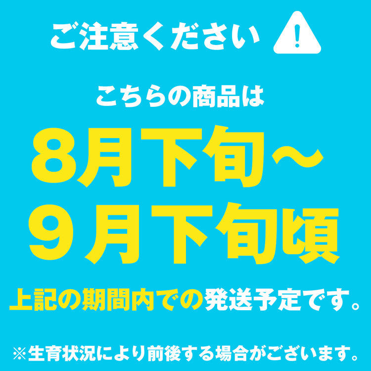 訳あり シャインマスカット 約1kg 2?3房 ご家庭用 お徳用 お買い得 ぶどう 産地厳選 贈答用 ブドウ 種無し 冷蔵便