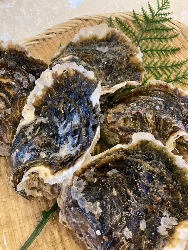 養殖岩牡蠣（5個入1kg）