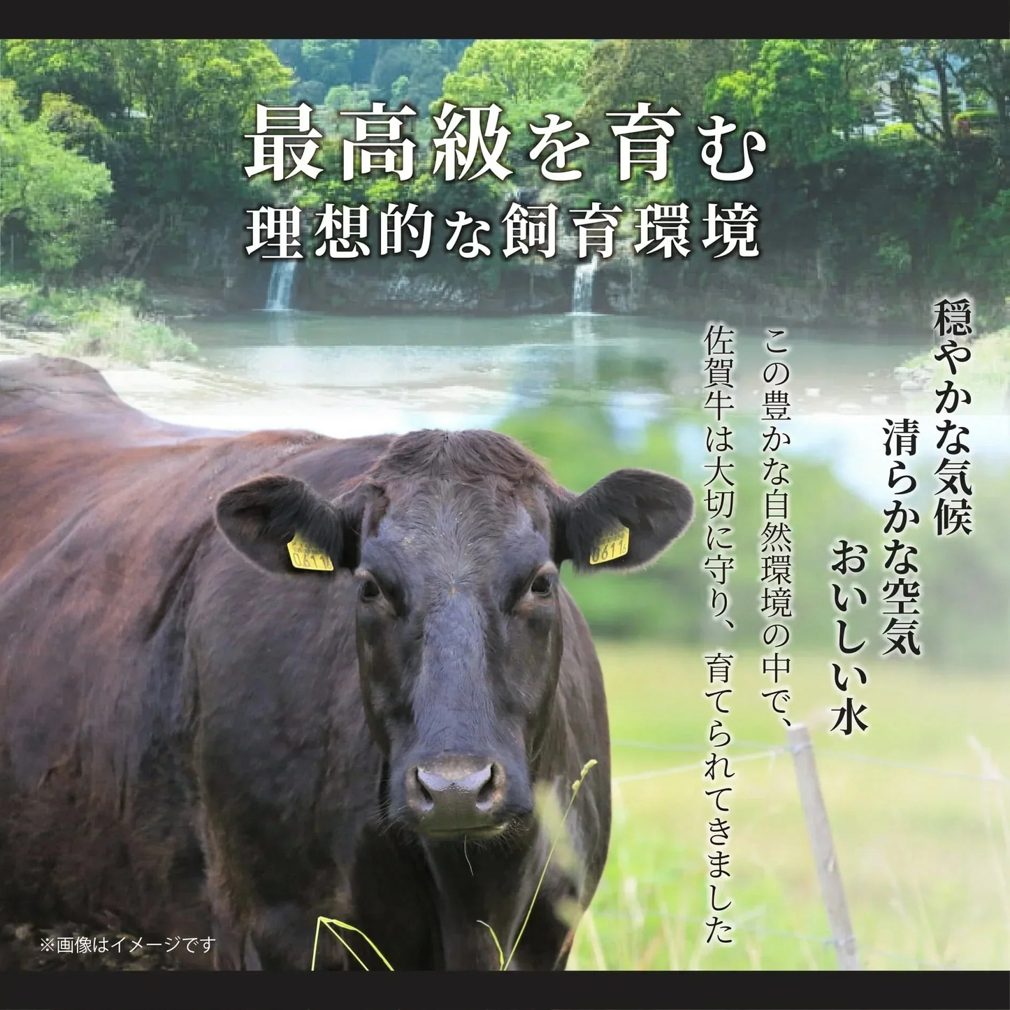 艶さし！佐賀牛肩ロースしゃぶしゃぶすき焼き用　500ｇ/A4～A5ランク保障！　黒毛和牛　佐賀牛 Ａ５　ギフト 送料無料 牛肉　贈答用 お中元 お歳暮　すきやき　焼肉　しゃぶしゃぶ お取り寄せ お取り寄せグルメ 父の日　母の日