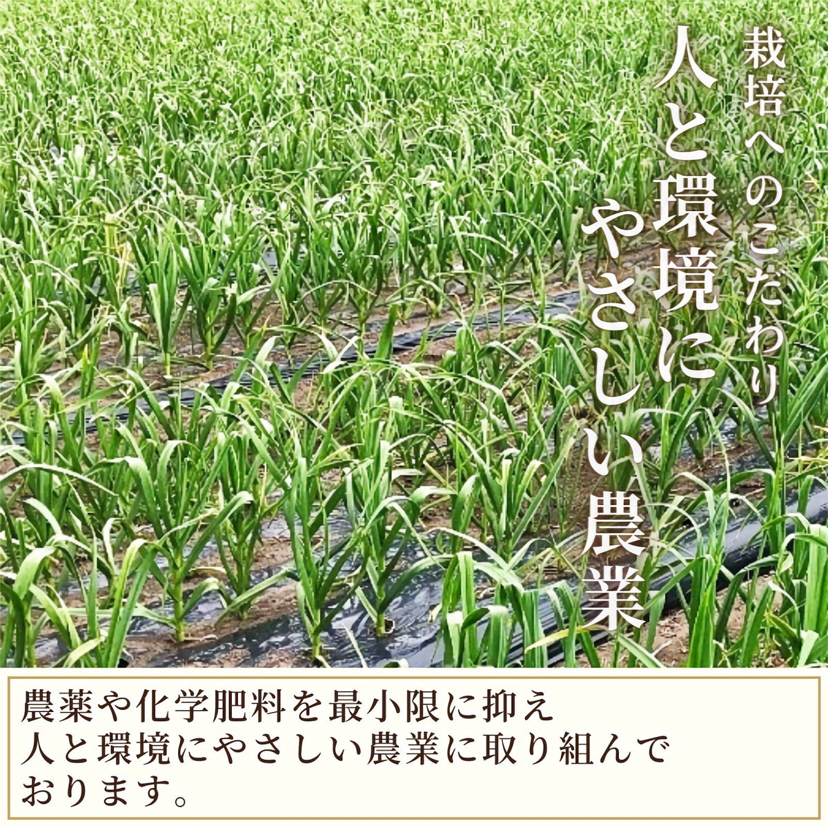 【Mサイズ】乾燥にんにく 青森県田子町産 福地ホワイト六片 約1kg Ｂ品 2022年産 産地直送 送料無料 野菜 香味野菜 健康