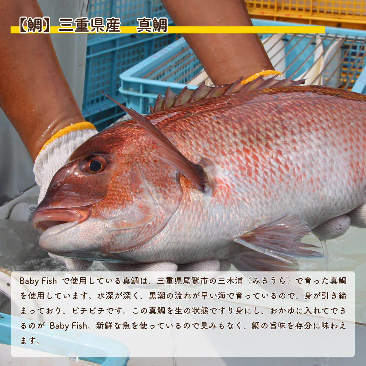 【離乳食中期（８ヶ月〜）】Baby Fish　鯛のおかゆミックス5パック