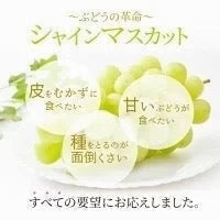 【9月上旬順次発送】送料無料 岡山産 シャインマスカット 晴王 優品2房 800-900g ぶどう【エコ得】【エコ得SALE】