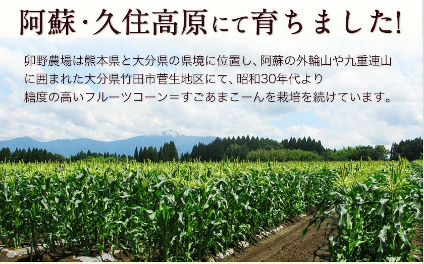 【100人シェア買い企画】とうもろこし 卯野農場 すごあまこーん 6本入り【3L~Lサイズ / 約1.8kg-2.4kg前後】コーン トウモロコシ 朝採り スイートコーン