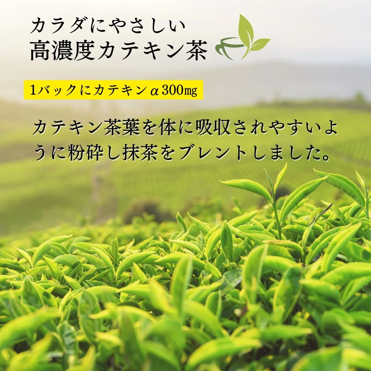 国産 干し芋 カテキン緑茶 セット無添加 500g 訳あり 切り落とし 茨城県産 干いも ほしいも 干芋 紅はるか べにはるか 平干し 切り落とし 芋 お菓子 和菓子 さつまいも さつま芋 和スイーツ ギフト お取り寄せスイーツ スイーツ 茨城県 特産品 敬老の日