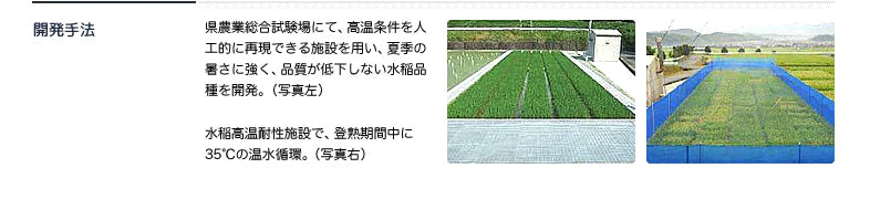 【100円シェア買い】お米 300g 九州産 福岡県産元気つくし　2合小袋パック 完全小分け　研ぐお米 300g×1個【ご新規さんとシェア買い】