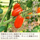 【冷蔵便】青森県産ミニトマト 約1kg キャンディードロップ 高糖度 2022年産 期間限定 産地直送 野菜 夏野菜 健康 甘い