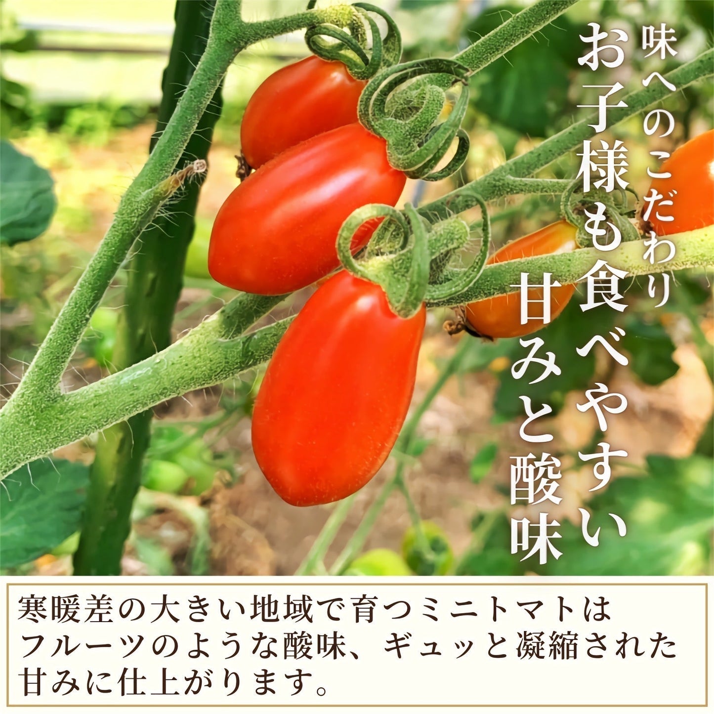 【冷蔵便】青森県産ミニトマト 約1kg キャンディードロップ 高糖度 2022年産 期間限定 産地直送 野菜 夏野菜 健康 甘い
