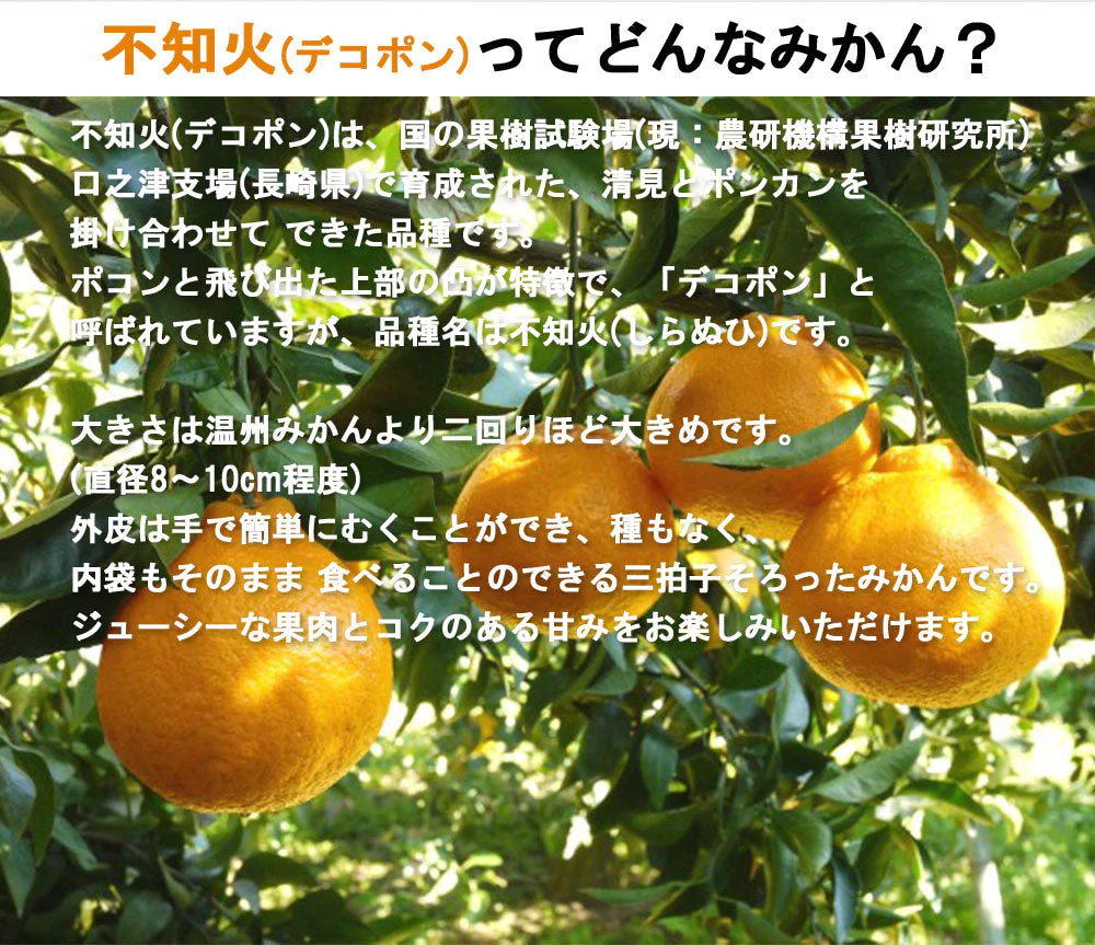 不知火 (デコポン) 5kg 中玉 送料無料 ご家庭用 箱買い みかん 柑橘 フルーツ 果物 産地直送 愛媛県産 YDF-010